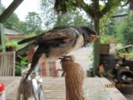Findi Gefieder IMG_4708.JPG