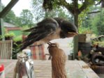 Findi Gefieder IMG_4709.JPG