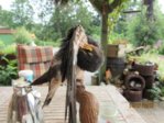 Findi Gefieder IMG_4714.JPG