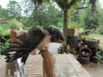 Findi Gefieder IMG_4716.JPG