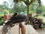 Findi Gefieder IMG_4722.JPG