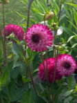 IMG_20150715_185238.jpg