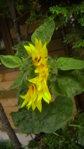 Sonnenblume nicht geöffnet.JPG