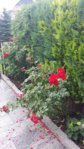 20150719_131847.jpg