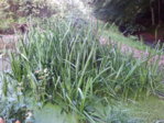 IMG_20150719_182421.jpg