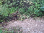 IMG_20150719_182446.jpg