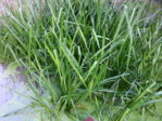 IMG_20150719_182457.jpg