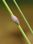 M1190096_2015-07-19_Gelege-einer-Bremse_Detail.JPG
