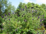 Schmetterlings flieder IMG_5108.JPG