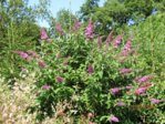 Schmetterlings flieder IMG_5124.JPG