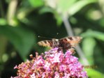 Schmetterling gerupft IMG_5126.JPG