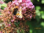 Schmetterling gerupft IMG_5127.JPG