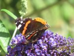 Schmetterling IMG_5107.JPG