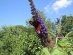 Schmetterling Pfauenauge IMG_5103.JPG