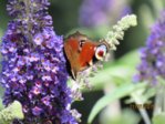 Schmetterling Pfauenauge IMG_5104.JPG