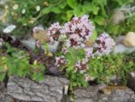 Blüten IMG_5191.JPG