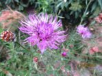 Flockenblume IMG_5196.JPG