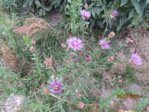 Flockenblume IMG_5197.JPG