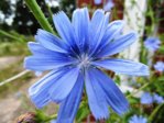 Wegwarte IMG_5194.JPG