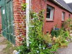 Wegwarte IMG_5195.JPG