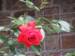 Rose IMG_5255.JPG