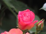 Rose IMG_5256.JPG
