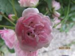 Rose IMG_5273.JPG