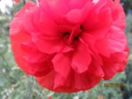 Mohn IMG_5236.JPG