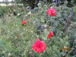 Mohn IMG_5237.JPG