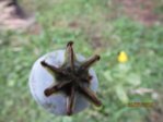 Mohn IMG_5261.JPG