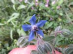 Borretsch IMG_5268.JPG
