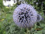 Blüten IMG_5238.JPG