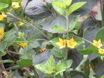 Blüten IMG_5251.JPG
