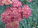 Blüten IMG_5257.JPG