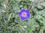Blüten IMG_5262.JPG