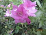 Blüten IMG_5263.JPG