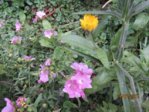 Blüten IMG_5264.JPG
