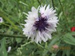 Blüten IMG_5277.JPG