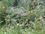 Wildblüten IMG_5240.JPG