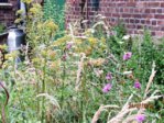 Wildblüten IMG_5245.JPG