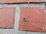 Spinne IMG_5233.JPG