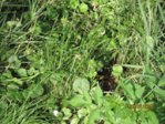 Erdwespen IMG_5317.JPG