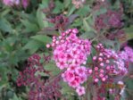 Blüte IMG_5334.JPG