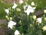 DSCN0563.JPG