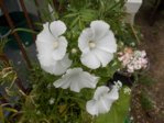 DSCN0538.JPG