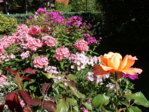 Garten 2.8.15 024.JPG