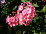 Garten 2.8.15 010.JPG