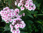 Garten 2.8.15 011.JPG