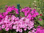 Garten 2.8.15 012.JPG