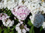 Garten 2.8.15 020.JPG